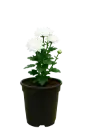 Shevanti White, Chrysanthemum morifolium  