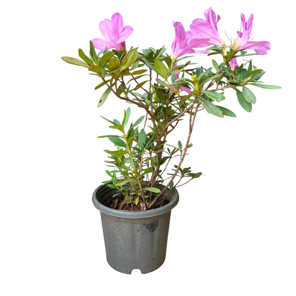 Purple, Azelea hybrid 