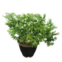 Cuphea hyssopifolia alba