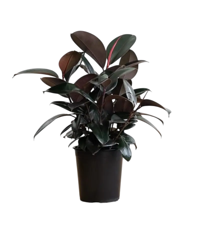 Rubber tree, Ficus elastica black prince