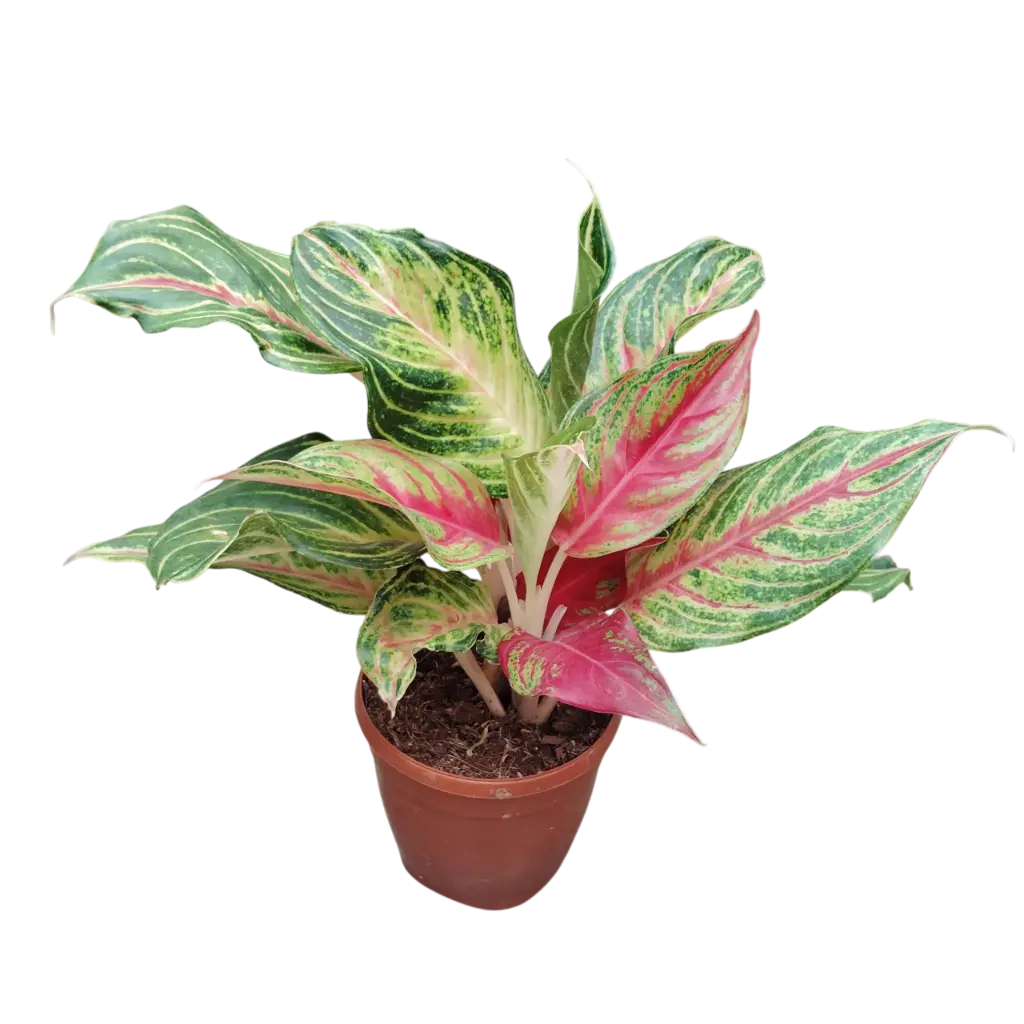 Aglaonema 'Rising Star'
