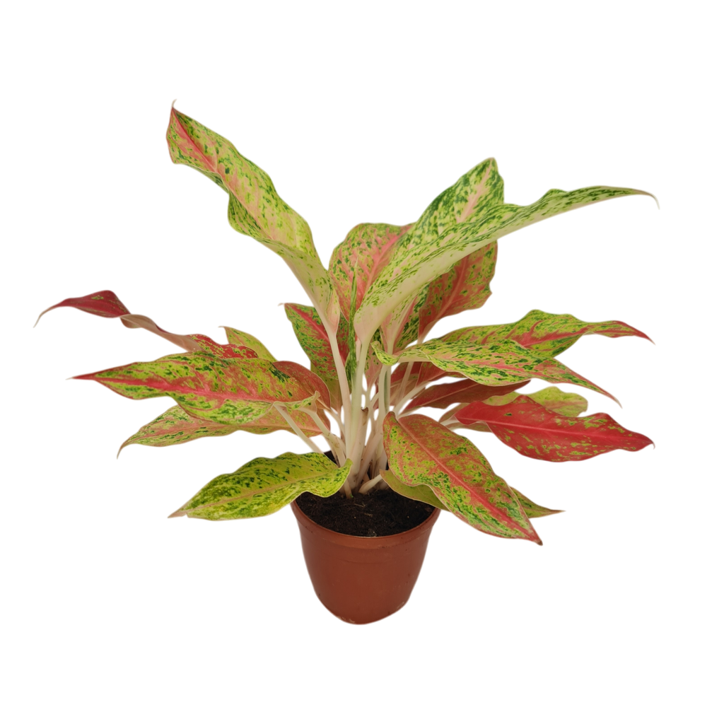 Aglaonema Firework