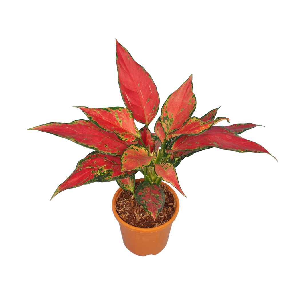 Aglaonema cherry baby