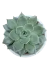 Echeveria elegans Rose