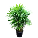 Lady palm, Rhapis excelsa