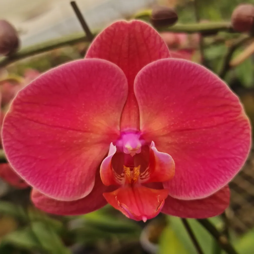 [PLOR PHOM PT 0013 1.6L H030] Orchids Mid Summer Night, Phalaenopsis hybrids.webp