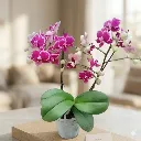 [PLOR PHSW PT 0013 1.6L H030] Orchids Sweetheart, Phalaenopsis hybrids      (1).webp