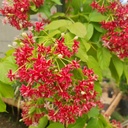 Rangoon Creeper, Quisqualis Indica plena double