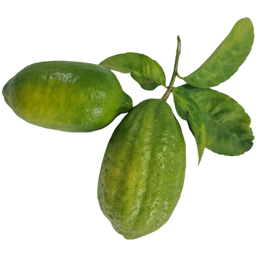 Lemon, variety Kachai Lemon, Citrus jambheri lush cultivator Kachai Lemon