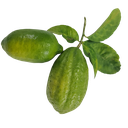 Lemon, variety Kachai Lemon, Citrus jambheri lush cultivator Kachai Lemon