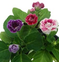 Gloxinia, Gloxinia ingrijire