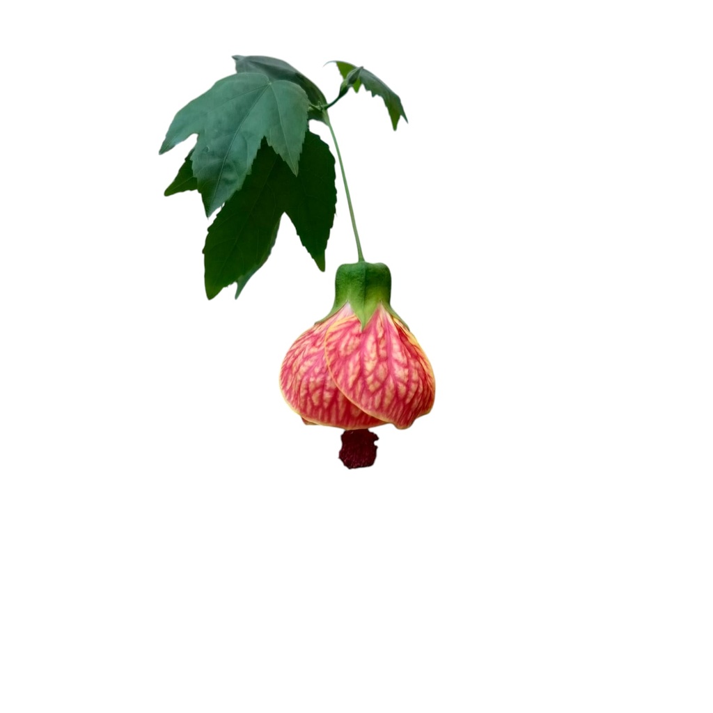 Jaswand, Hibiscus lantern