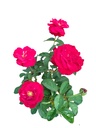 Rosa indica 'Pussta'