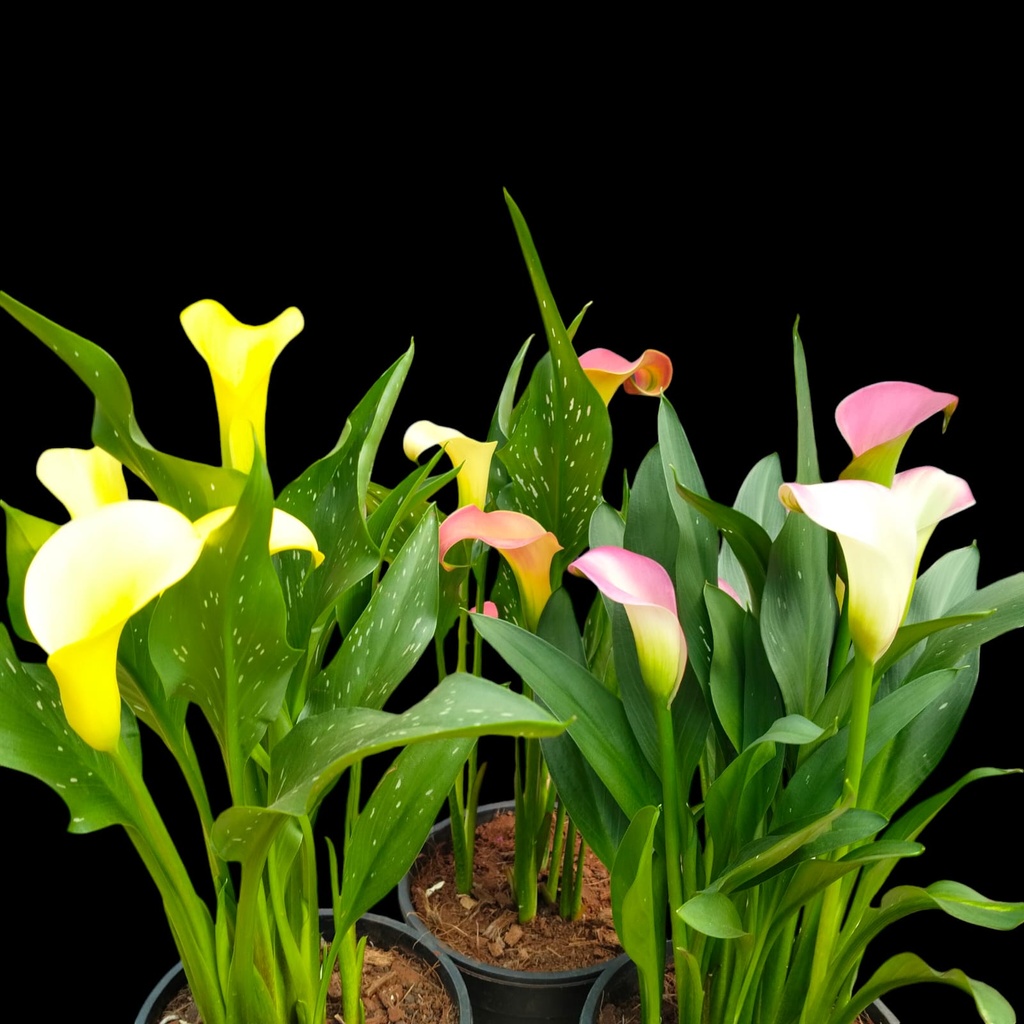 Calla lily, Zantedeschia aethiopica