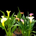 Calla lily, Zantedeschia aethiopica