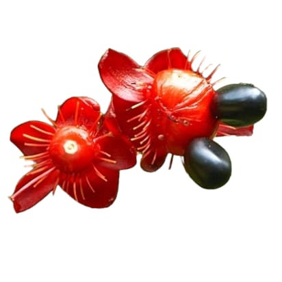 Mickey mouse plant, Ochna kirkii