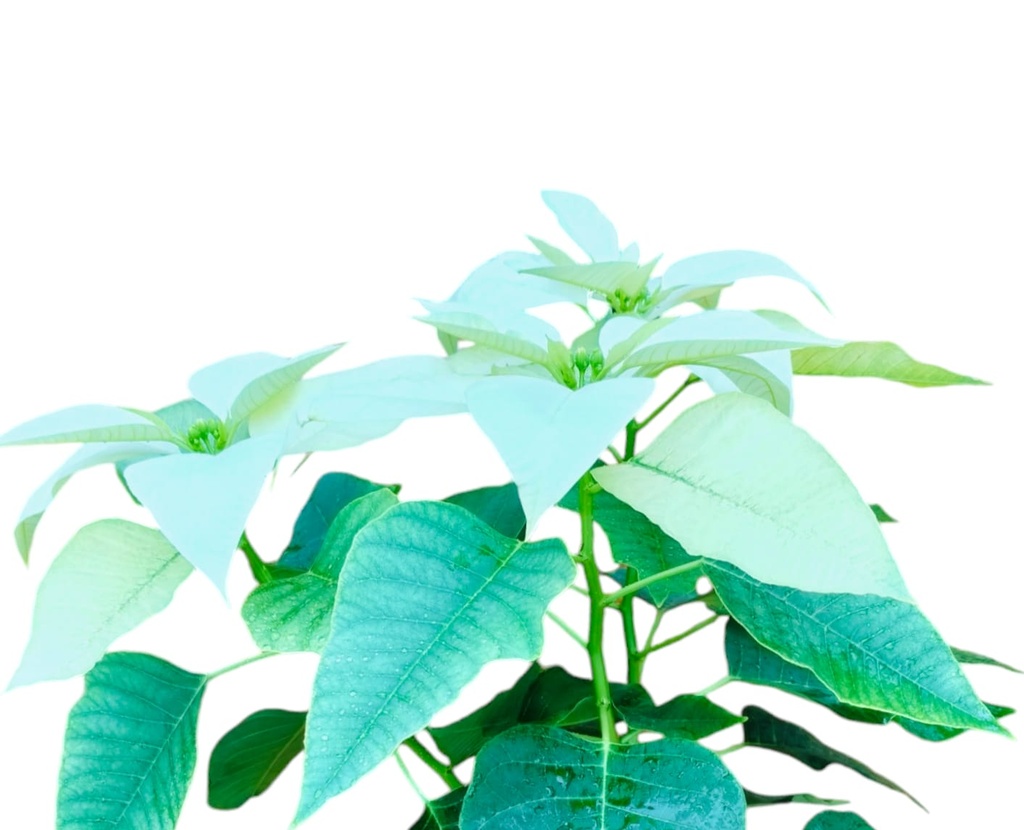 Poinsettia White, Euphorbia pulcherrima