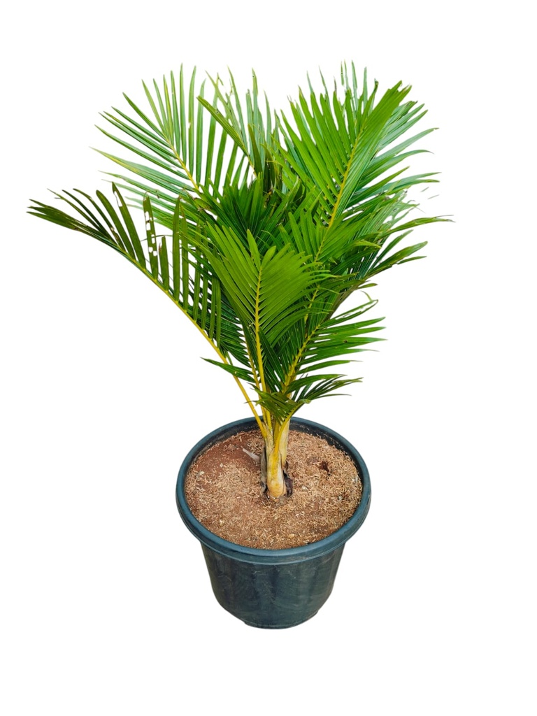 Areca palm, Dypsis lutescens Dwarf