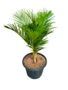Areca palm, Dypsis lutescens Dwarf
