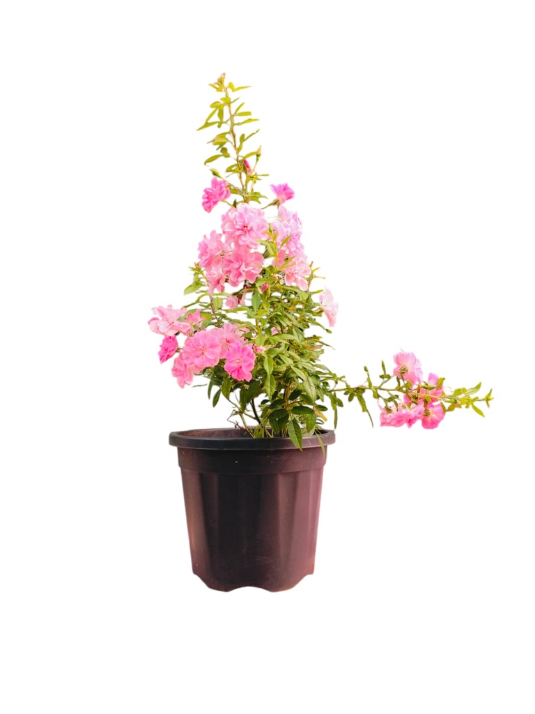 Rosa china doll