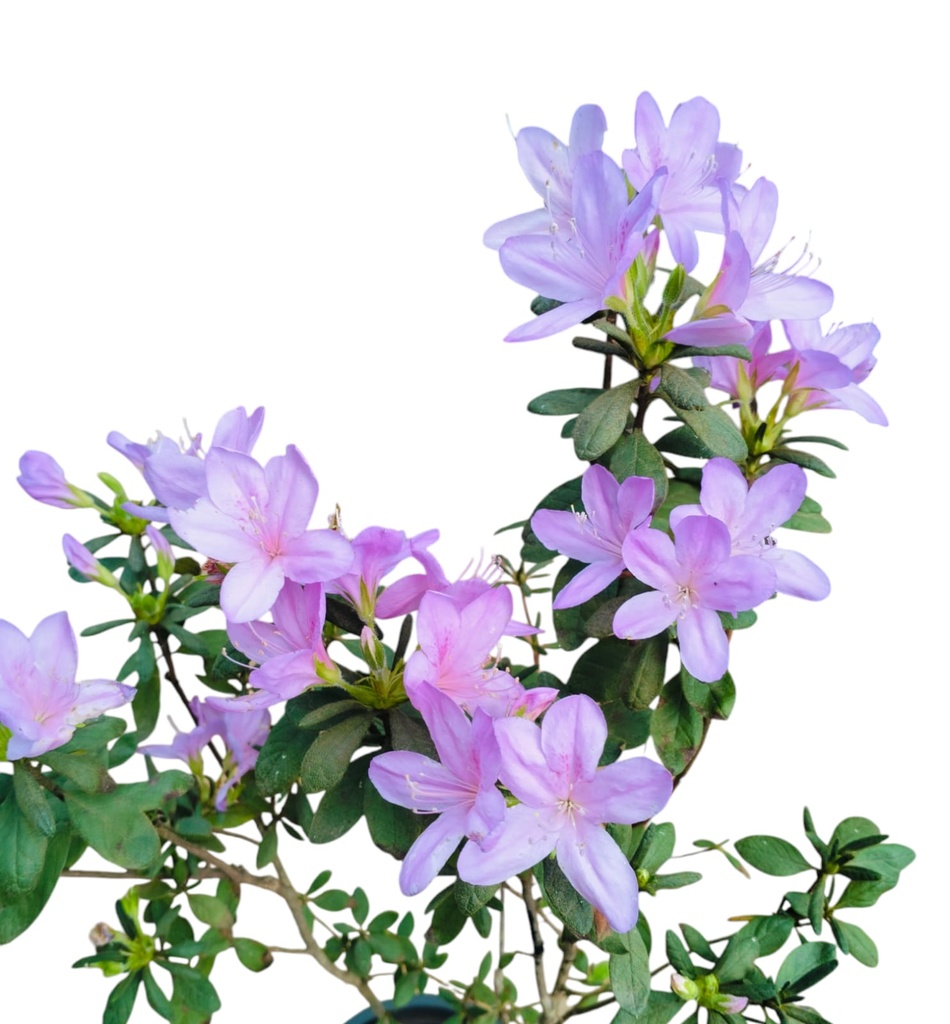 Purple, Azelea hybrid 