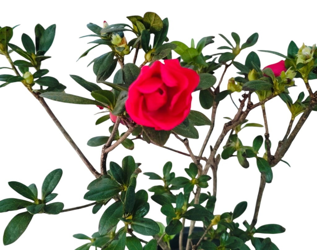 Red, Azelea hybrid  