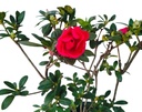 Red, Azelea hybrid  