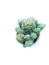 Mammillaria Gracilis fragilis