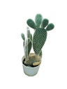 Bunny ears cactus ,Opuntia microdasys