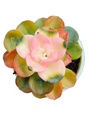 Echeveria rainbow