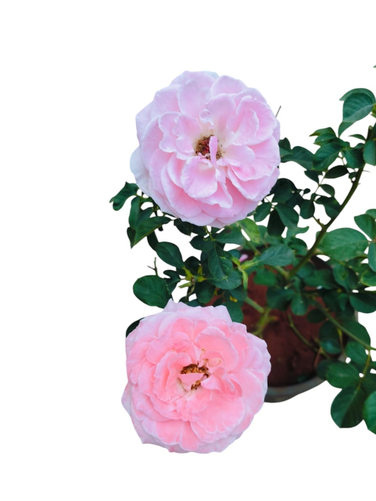 Rose 'Dearest'