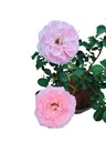 Rose 'Dearest'