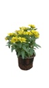 Zinnia elegans