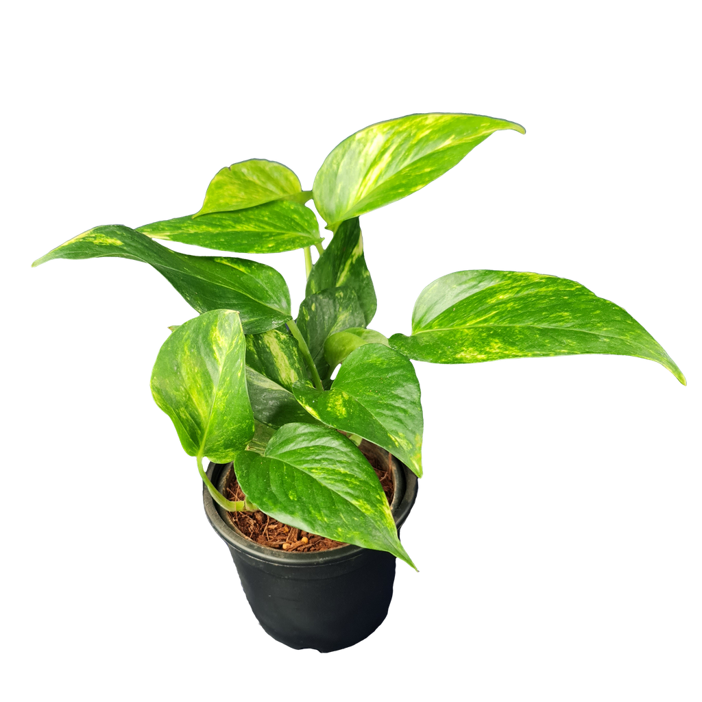 Money plant varigated, Epipremnum aureum