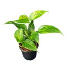 Money plant varigated, Epipremnum aureum