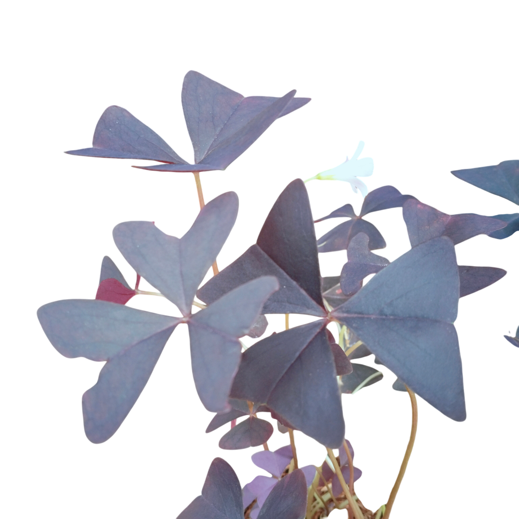 False shamrock, Oxalis triangularis