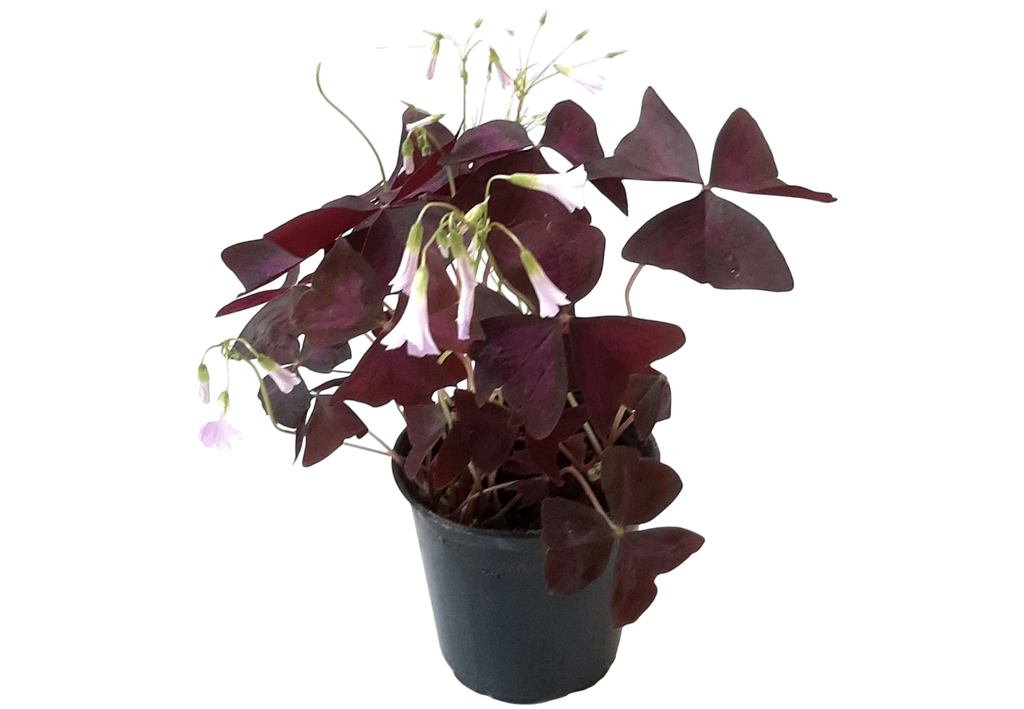 False shamrock, Oxalis triangularis