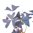 False shamrock, Oxalis triangularis