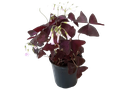 False shamrock, Oxalis triangularis