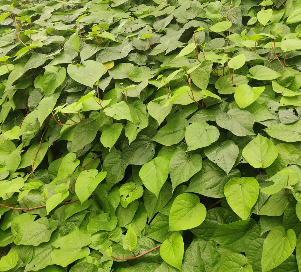 Kolkata paan, Piper betel