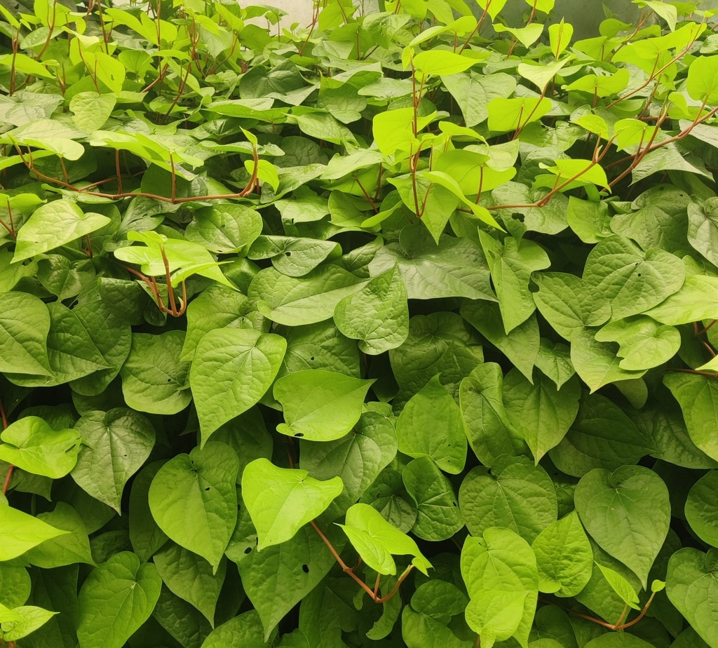 Kolkata paan, Piper betel