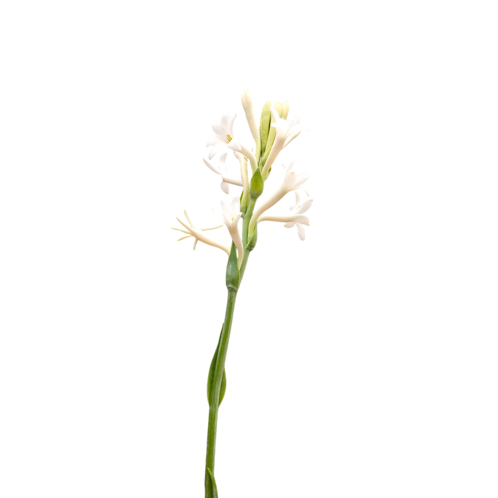 Nishigandha, Polianthes tuberosa