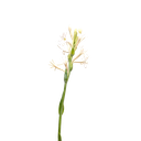 Nishigandha, Polianthes tuberosa