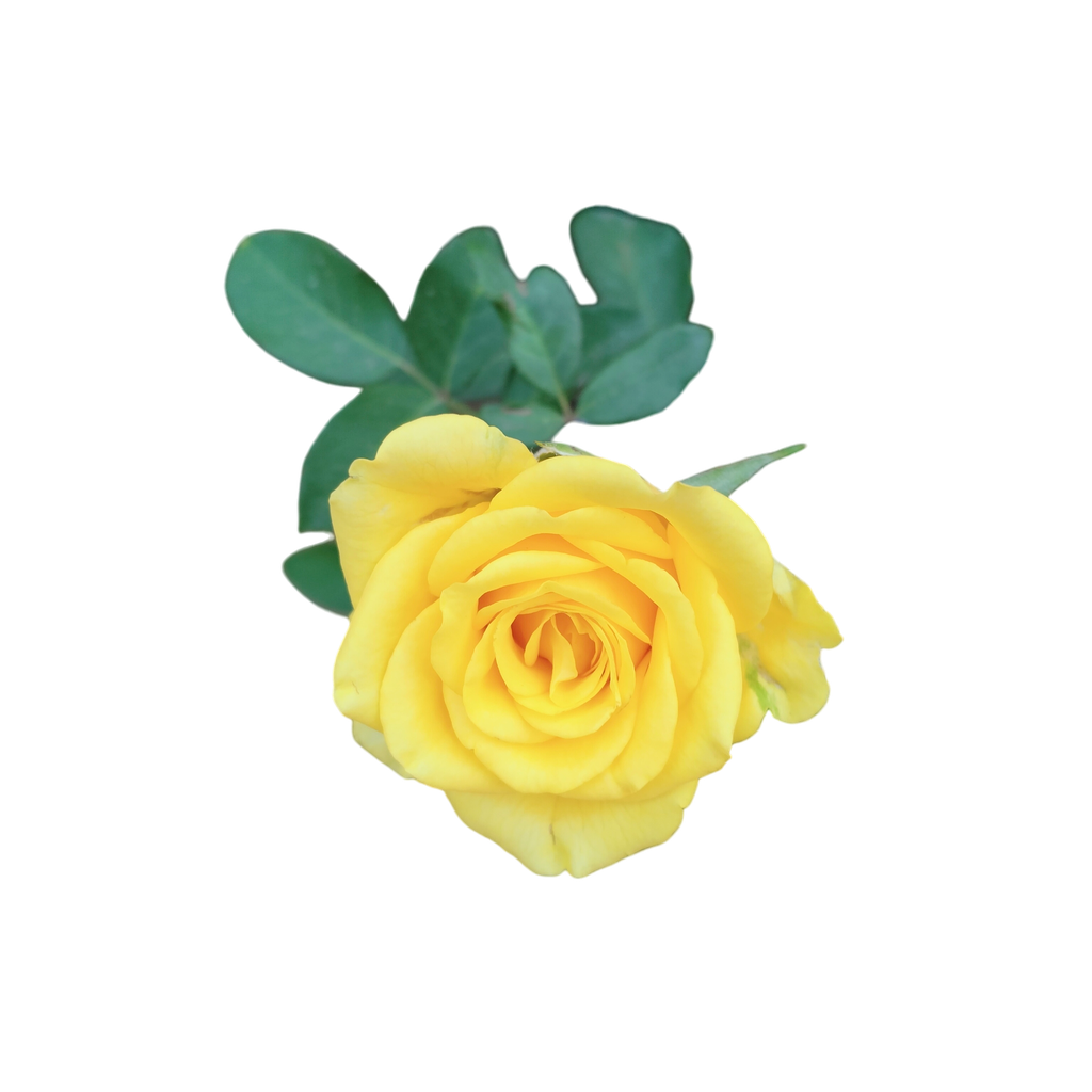 Rose 'Solari yellow'
