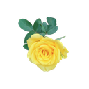 Rose 'Solari yellow'