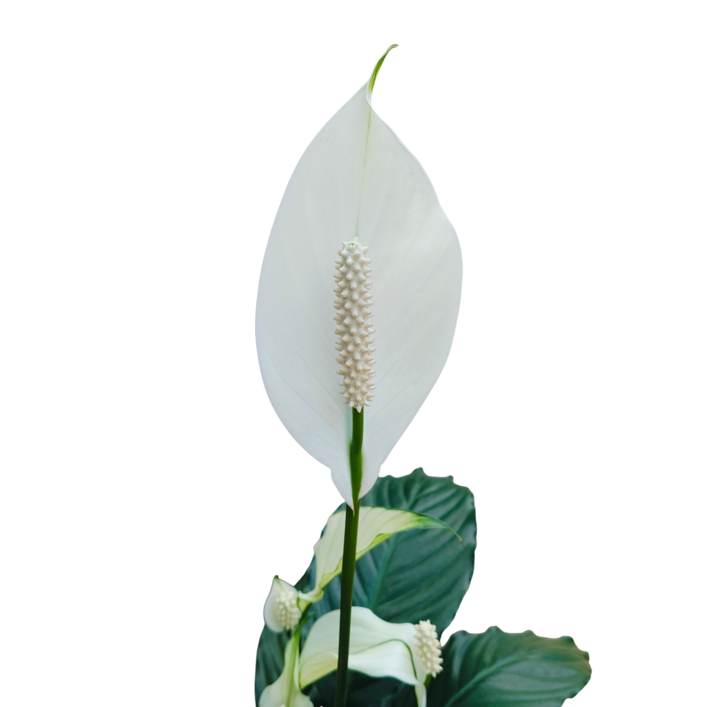 Peace Lily, Spathiphyllum wallisii petite