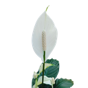 Peace Lily, Spathiphyllum wallisii petite
