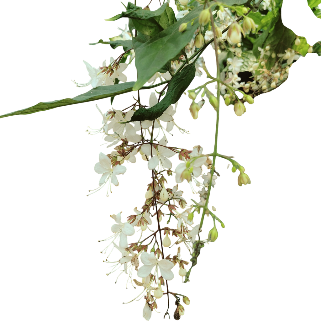 Bridal veil, Clerodendrum wallichii