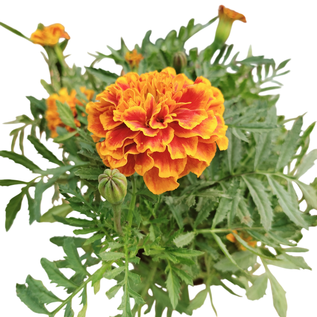 African Marigold, Tagetes erecta