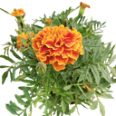 African Marigold, Tagetes erecta